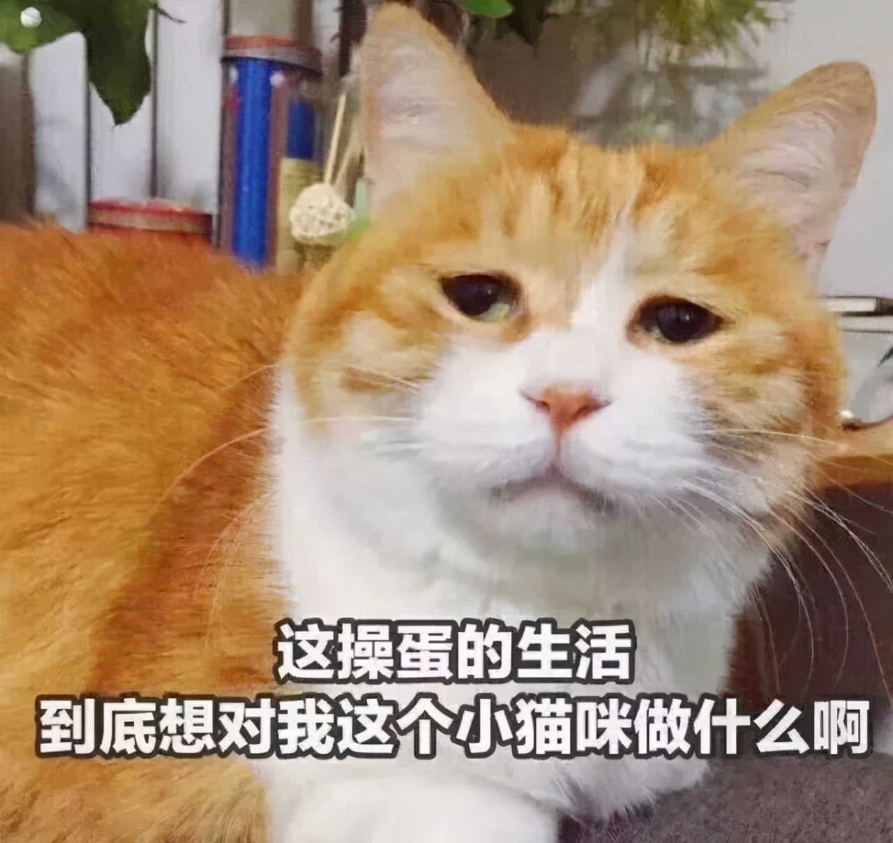 无知的主人，才会这样养猫，但愿你没中