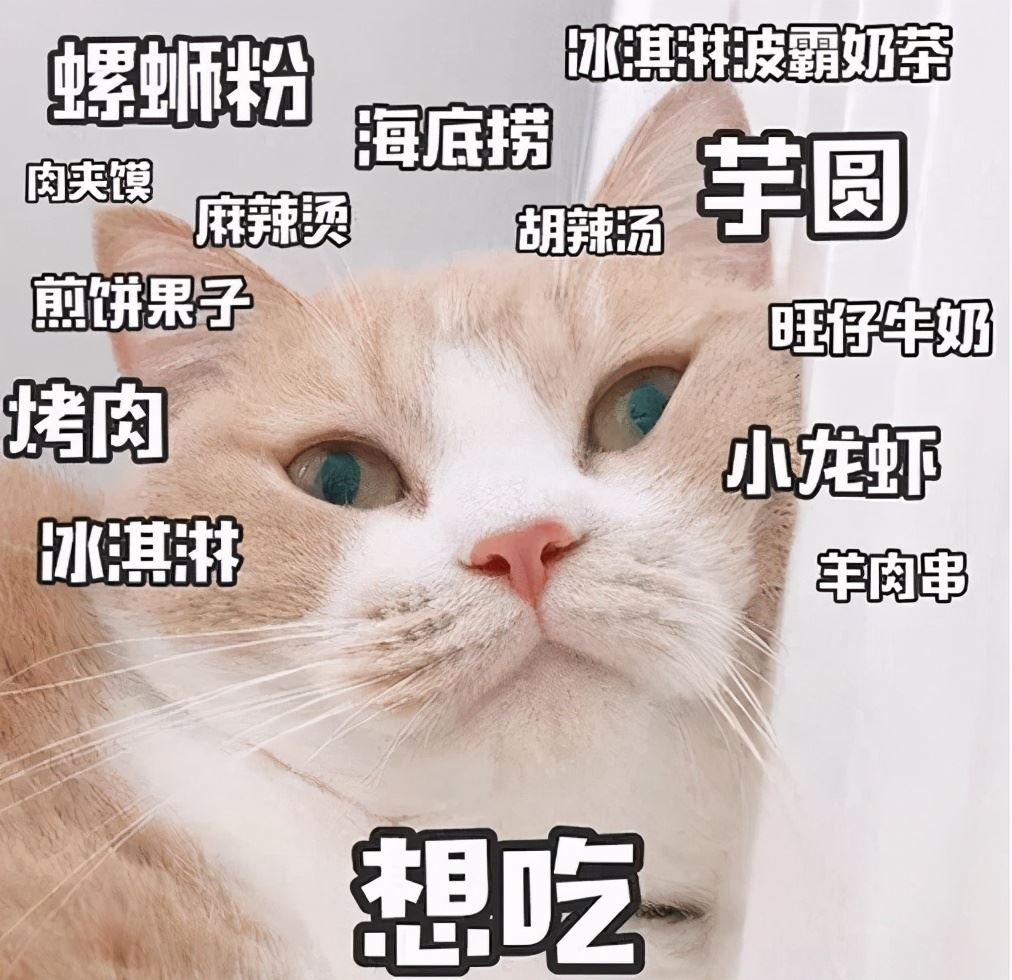 偷偷告诉你，这5种猫，好养又不生病