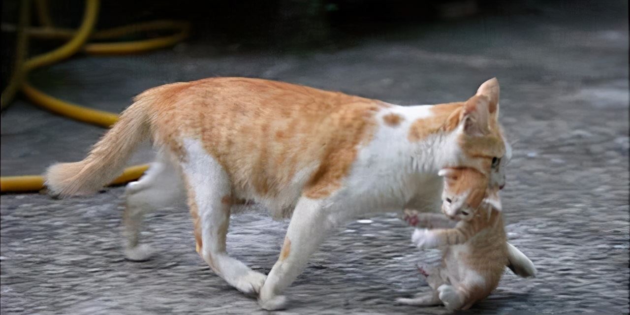 母猫把幼崽“叼”给主人，原来是这些原因