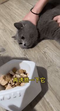 猫咪犯错后该如何惩罚？这些招数，很有效