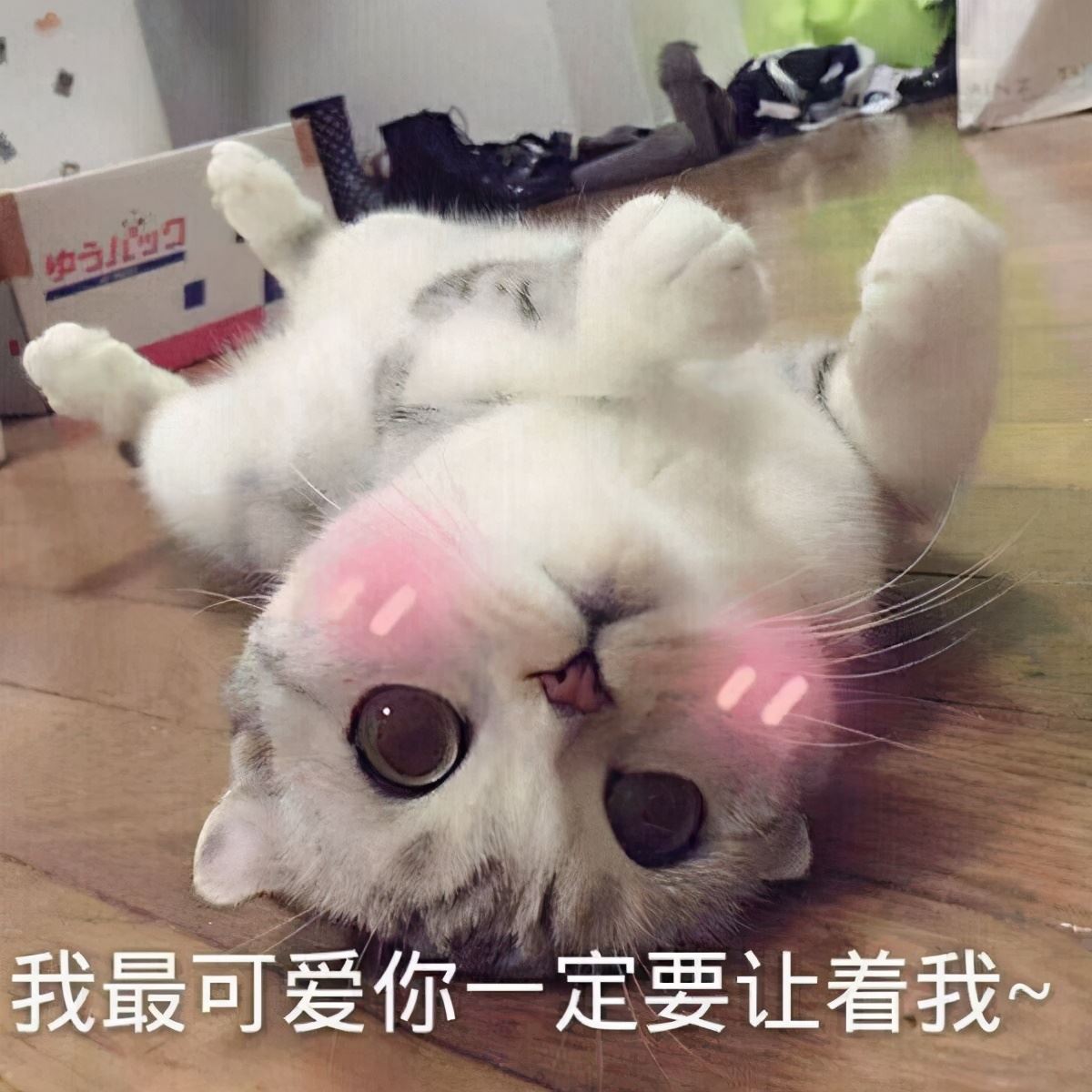 猫咪究竟有多爱你？看完之后，终于知道为何那么多人要养猫了