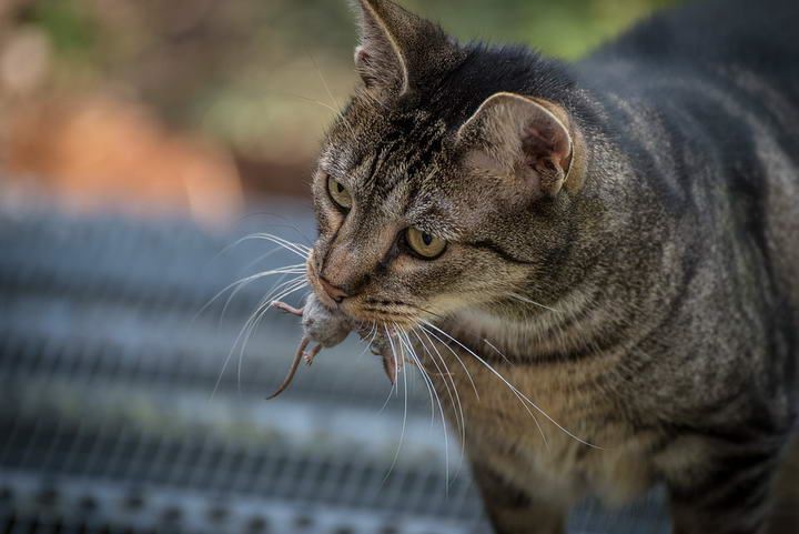 猫咪究竟有多爱你？看完之后，终于知道为何那么多人要养猫了