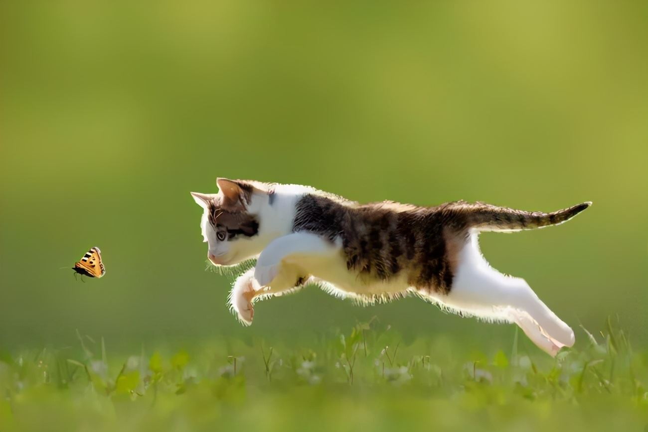 猫咪一生中，最重要的6件事，你带它完成几件了