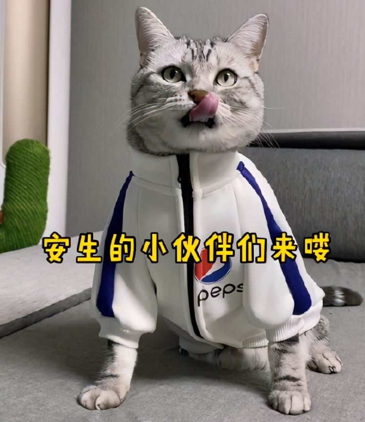 猫咪一生中，最重要的6件事，你带它完成几件了