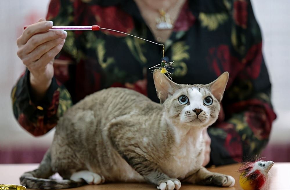 这几种猫，一旦流浪，根本活不下去