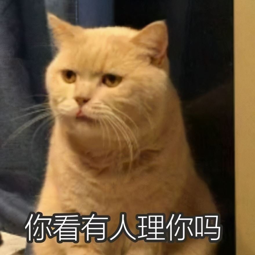 猫咪“取名”讲究多，请不要触碰这些禁忌