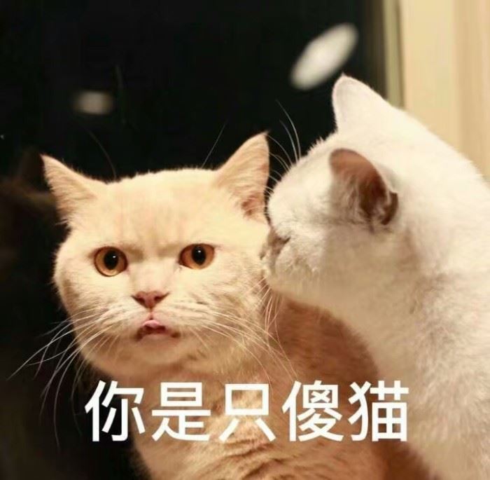 养公猫还是母猫好？亲身经历告诉你，区别很大