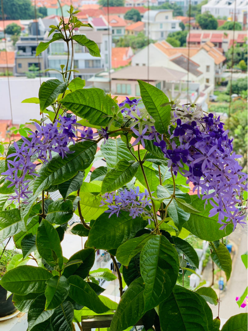 蓝花藤一年开几次花