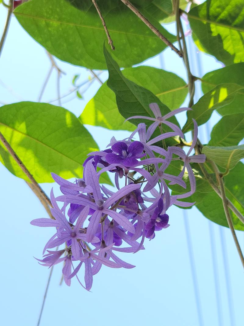 蓝花藤一年开几次花