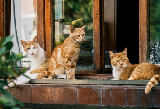 宠物猫可以吃鹌鹑蛋吗[猫可以吃鹌鹑蛋吗]