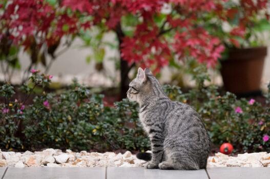 猫的爪子肉垫烂了怎么回事