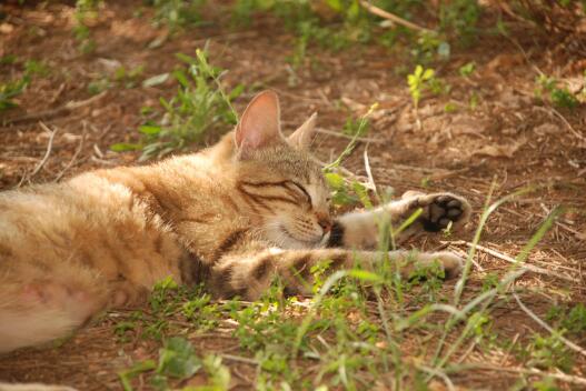 猫吃猫砂能排出吗