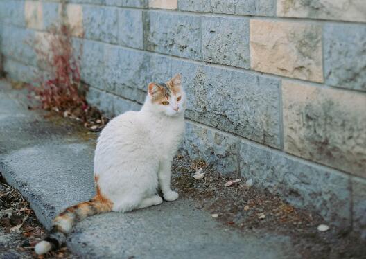 为什么野猫不能养了[为什么野猫不能养]