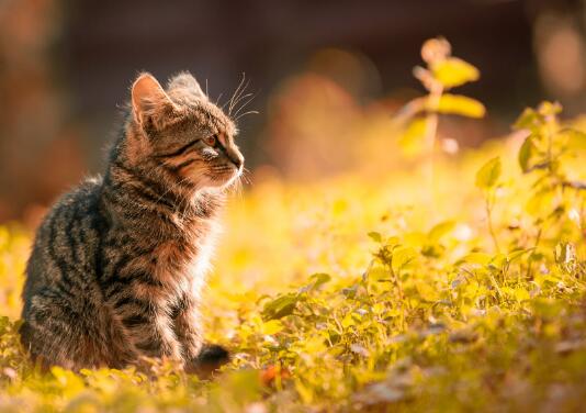 （猫咪趴着的姿势代表什么）