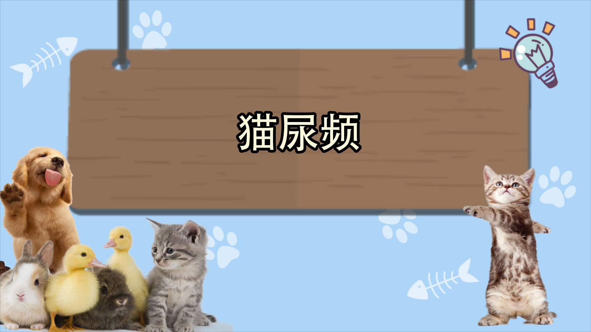 猫尿频