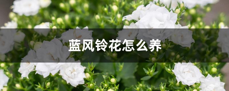 蓝风铃花怎么养殖（蓝风铃花怎么养）