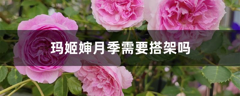 玛姬婶月季能做拱门吗（玛姬婶月季需要搭架吗）