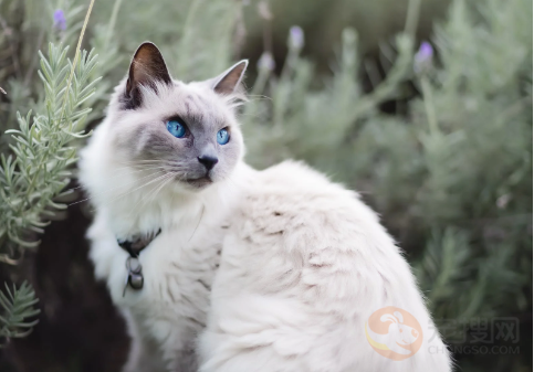 猫可以吃猪肉吗 煮熟的[猫可以吃猪肉吗]