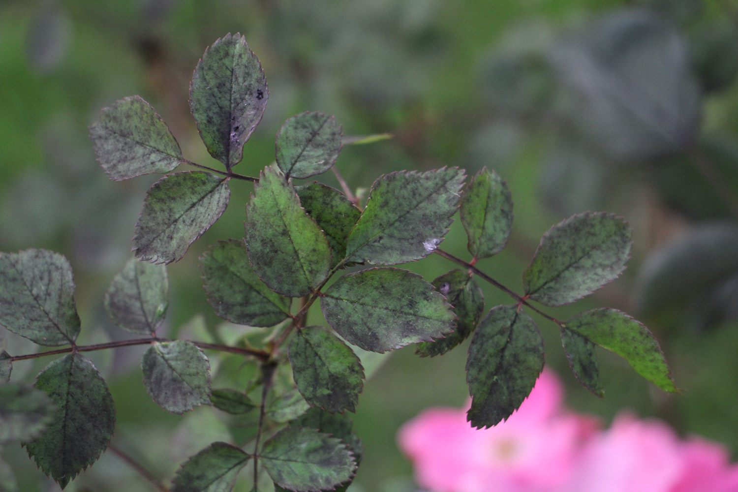 月季花苞打不开是什么原因呢（月季花苞打不开是什么原因）