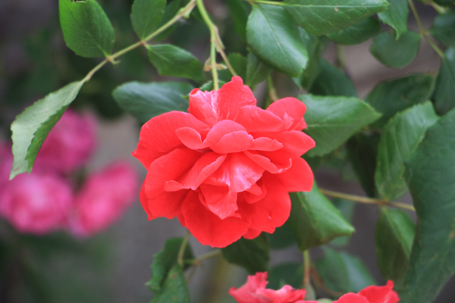 月季花生虫子结网怎么办用什么药（月季花生虫子结网怎么办）