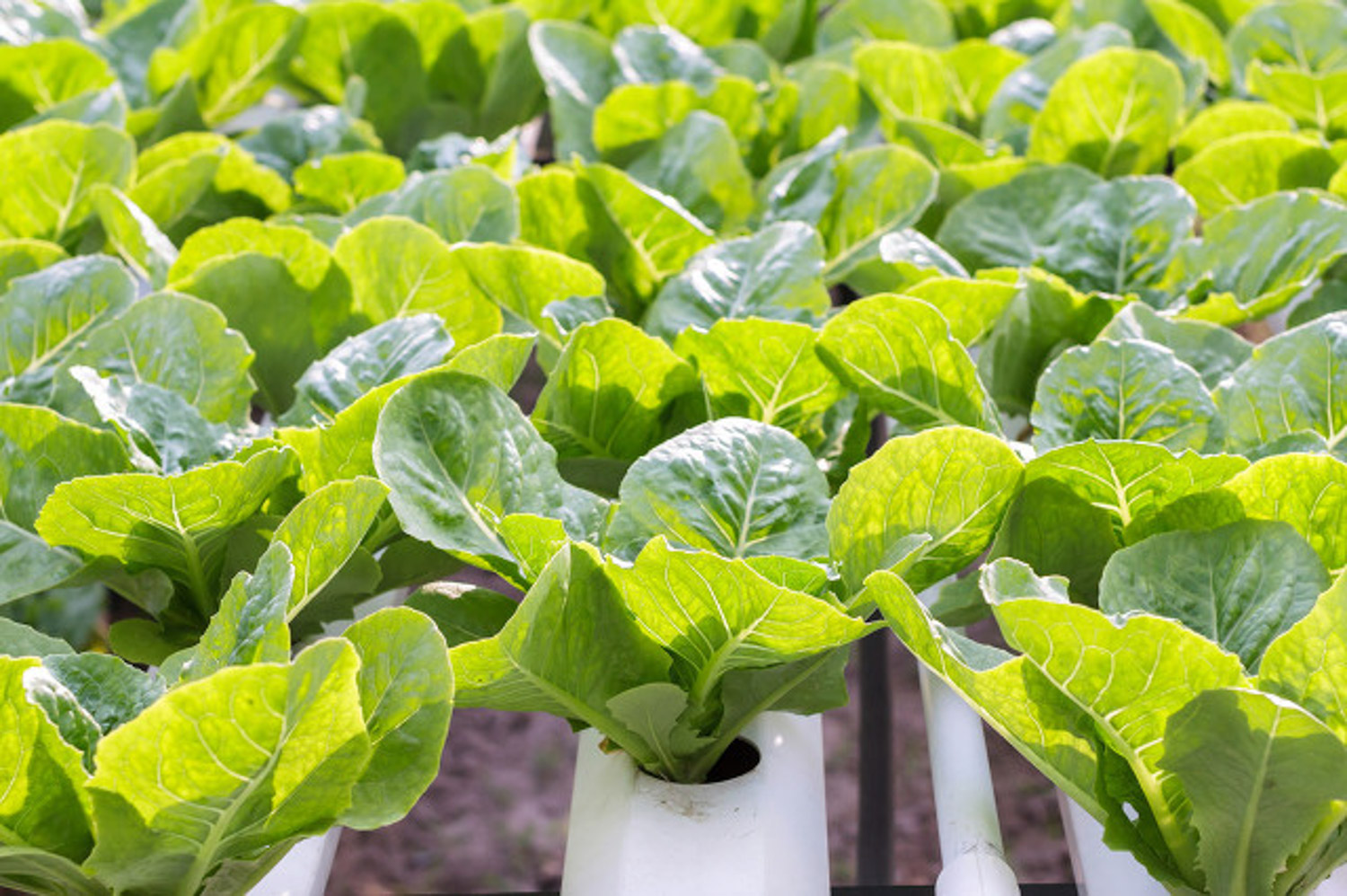 夏季白菜种植时间和方法大全（夏季白菜种植时间和方法）