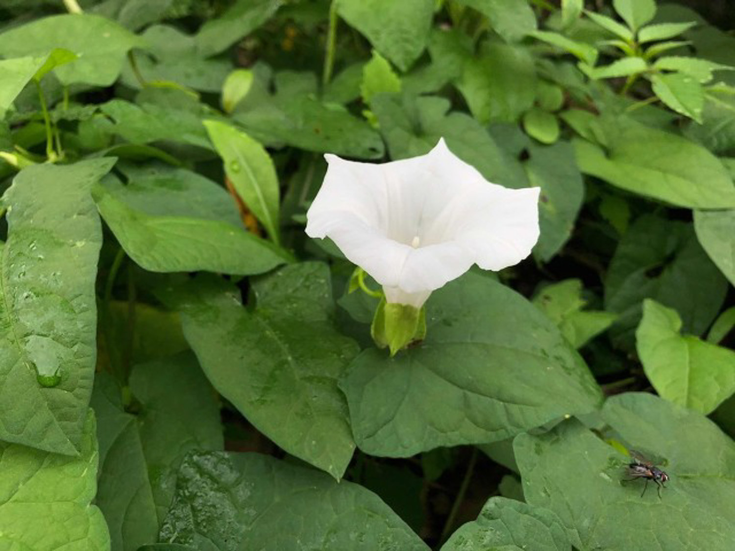 牵牛花的生长过程作文（牵牛花的生长过程）