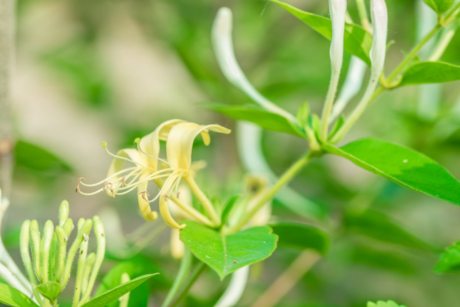 金银花怎样修剪花更多（盆栽金银花怎么修剪开花多）