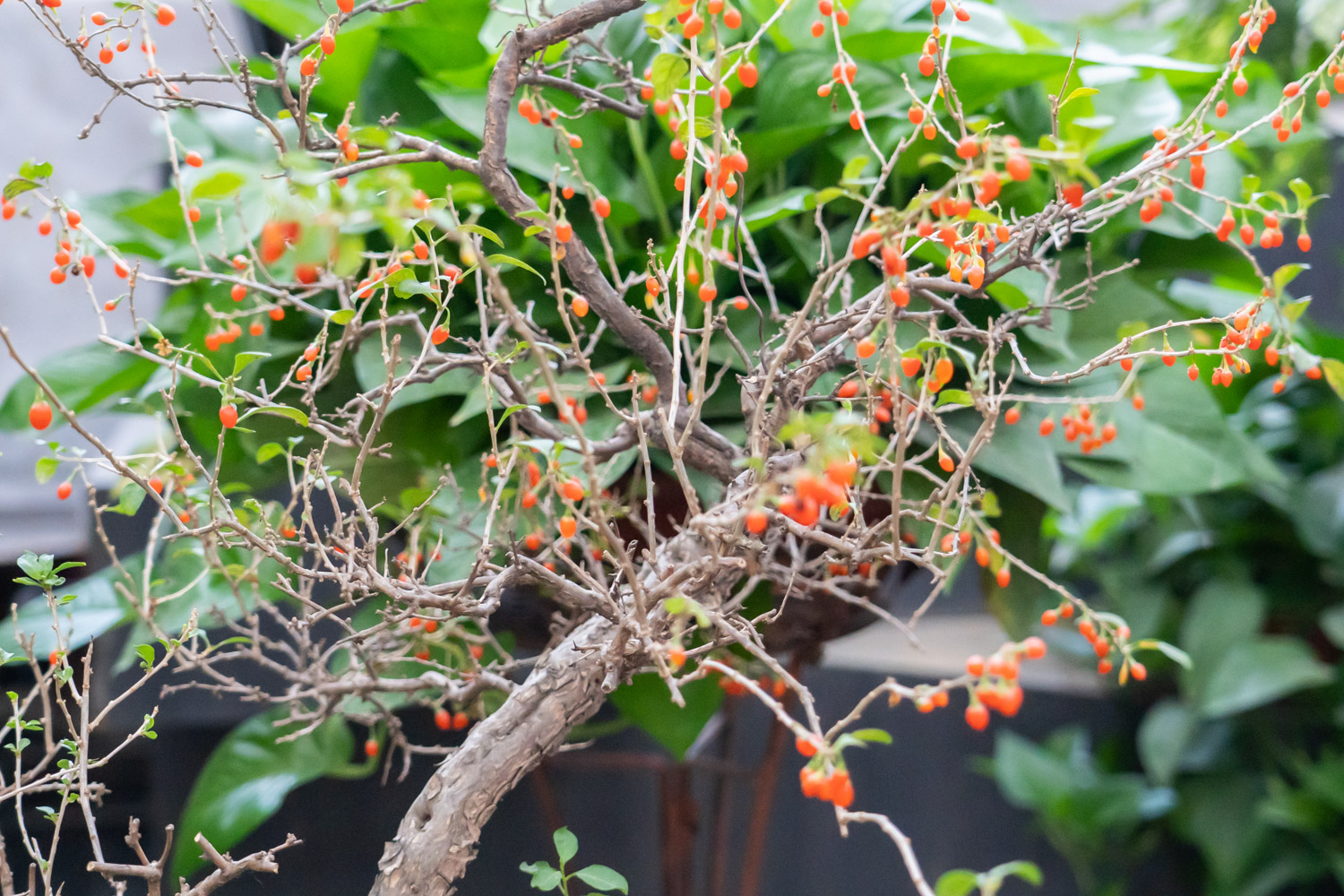 枸杞苗怎么种植方法（枸杞苗怎么种）