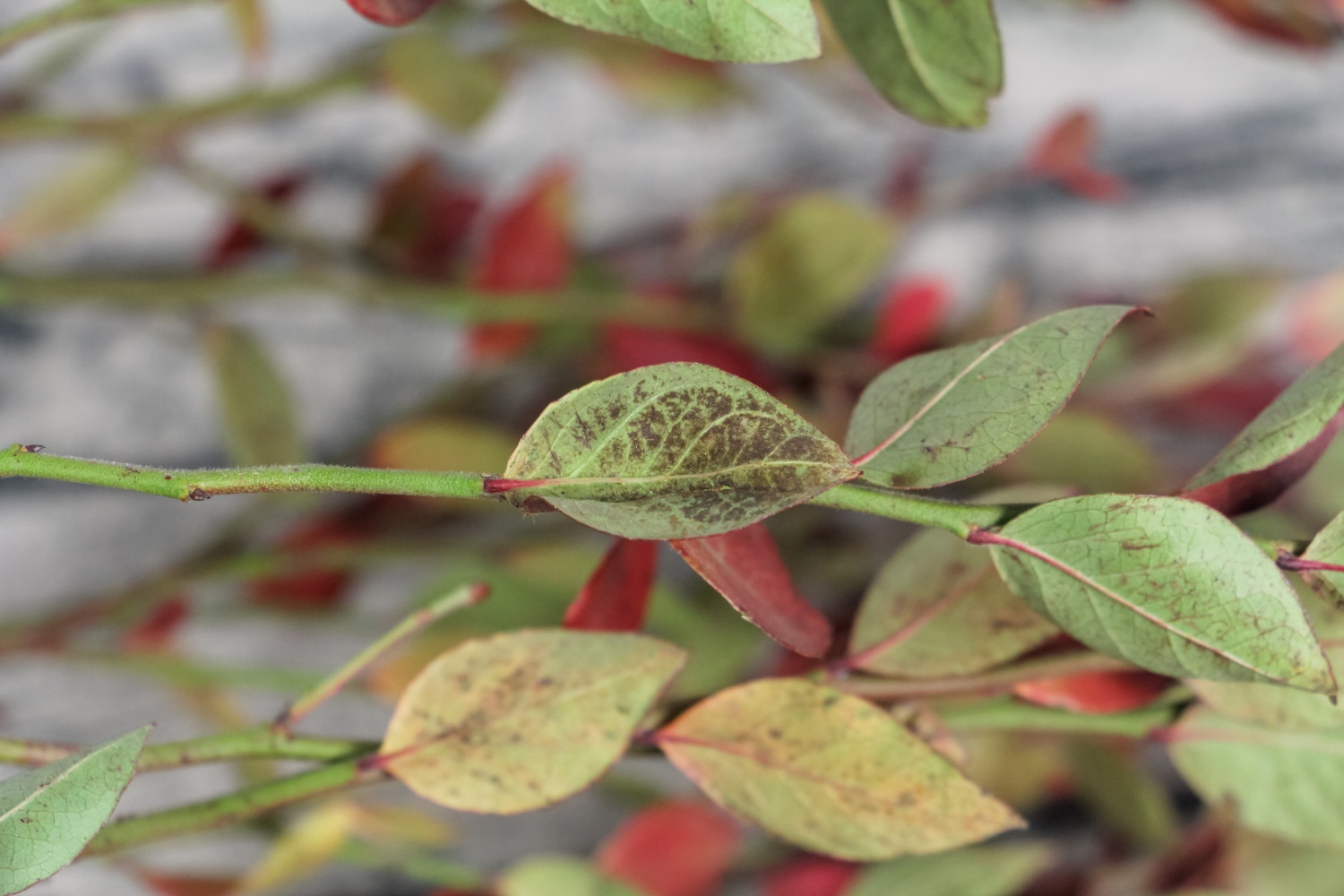 家庭蓝莓盆栽种植方法图片（家庭蓝莓盆栽种植方法）