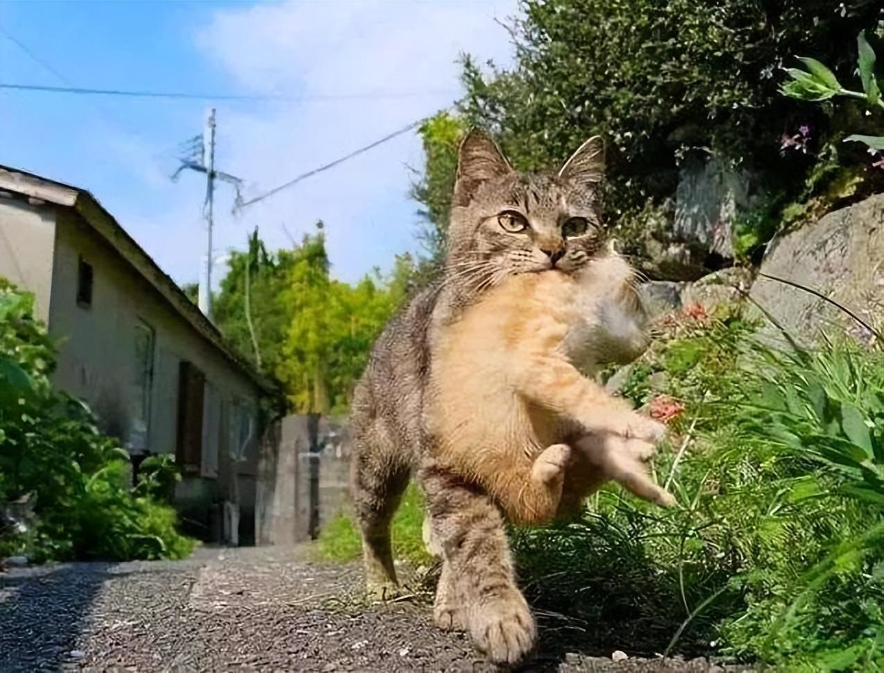 母猫把幼崽叼给你，并不是因为信任你，而是有这些意思