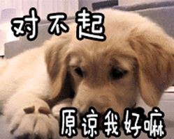 养狗和养猫的区别有多大？过来人表示：都说到心坎里了