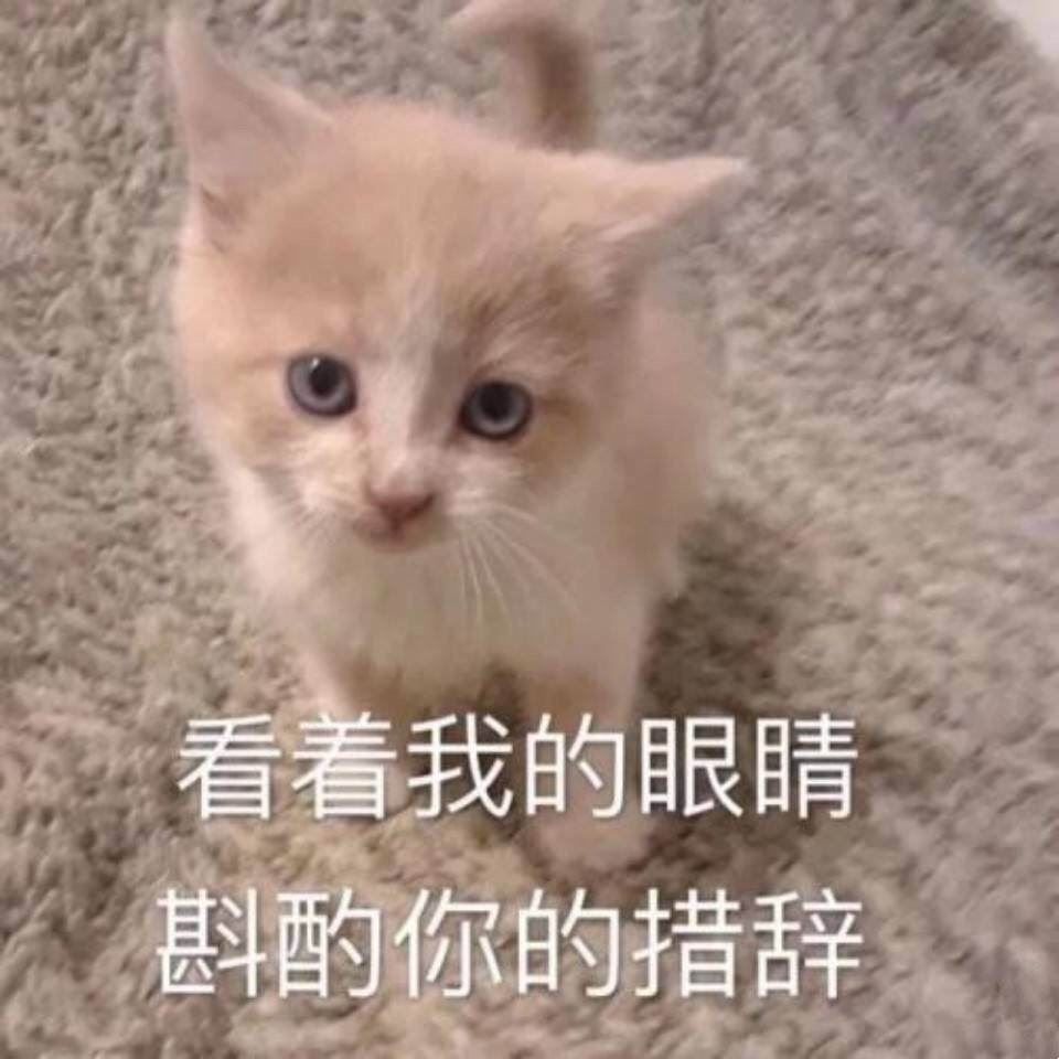 养狗和养猫的区别有多大？过来人表示：都说到心坎里了