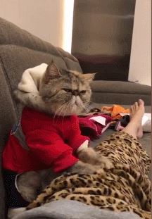 猫咪服从性排行榜：最乖的猫和最调皮的猫