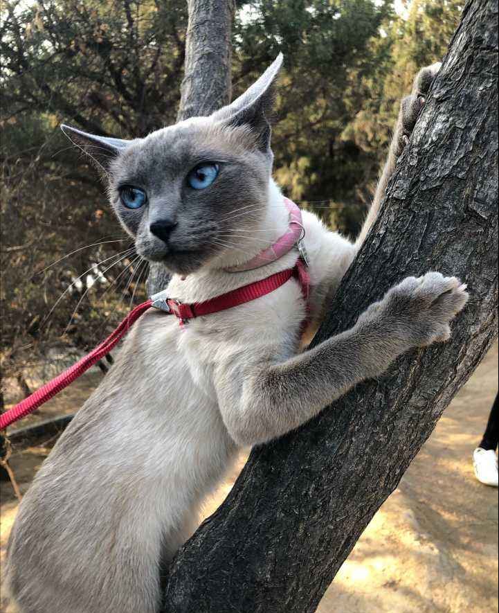 猫咪服从性排行榜：最乖的猫和最调皮的猫