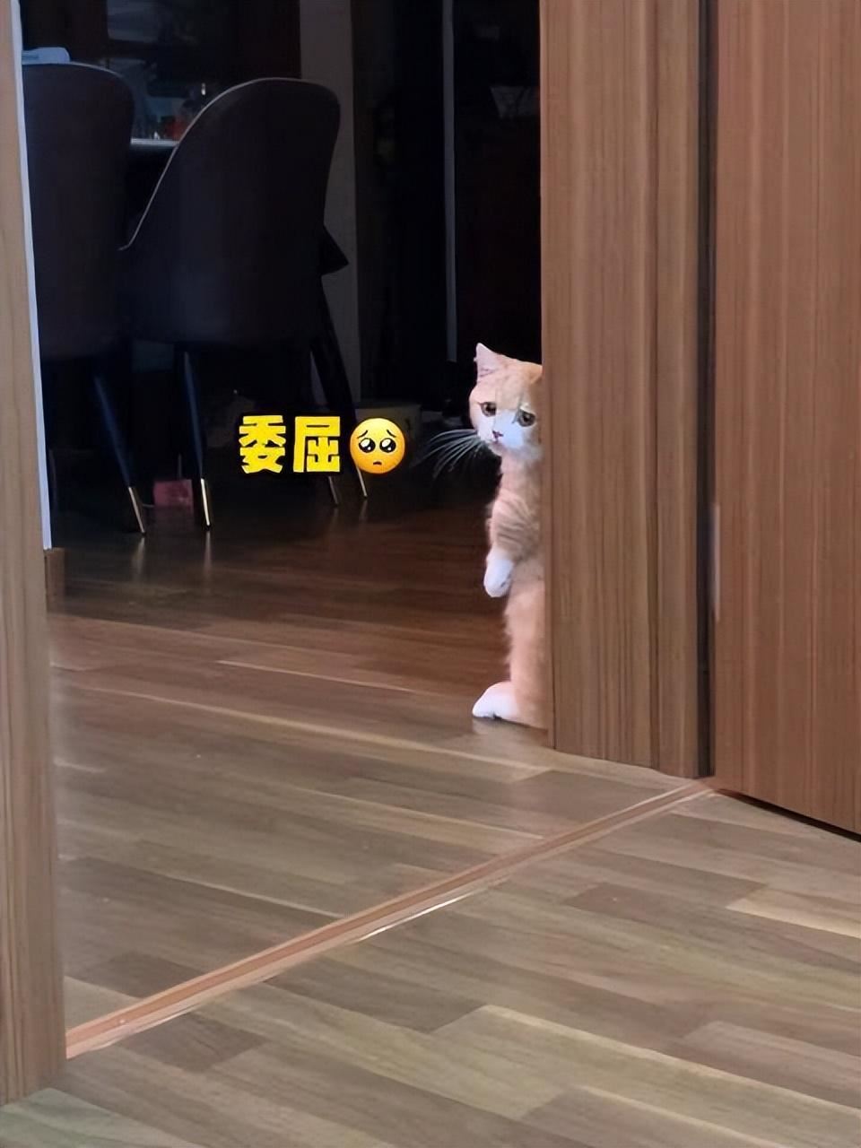 猫咪最怕的“惩罚”方式，让它瑟瑟发抖