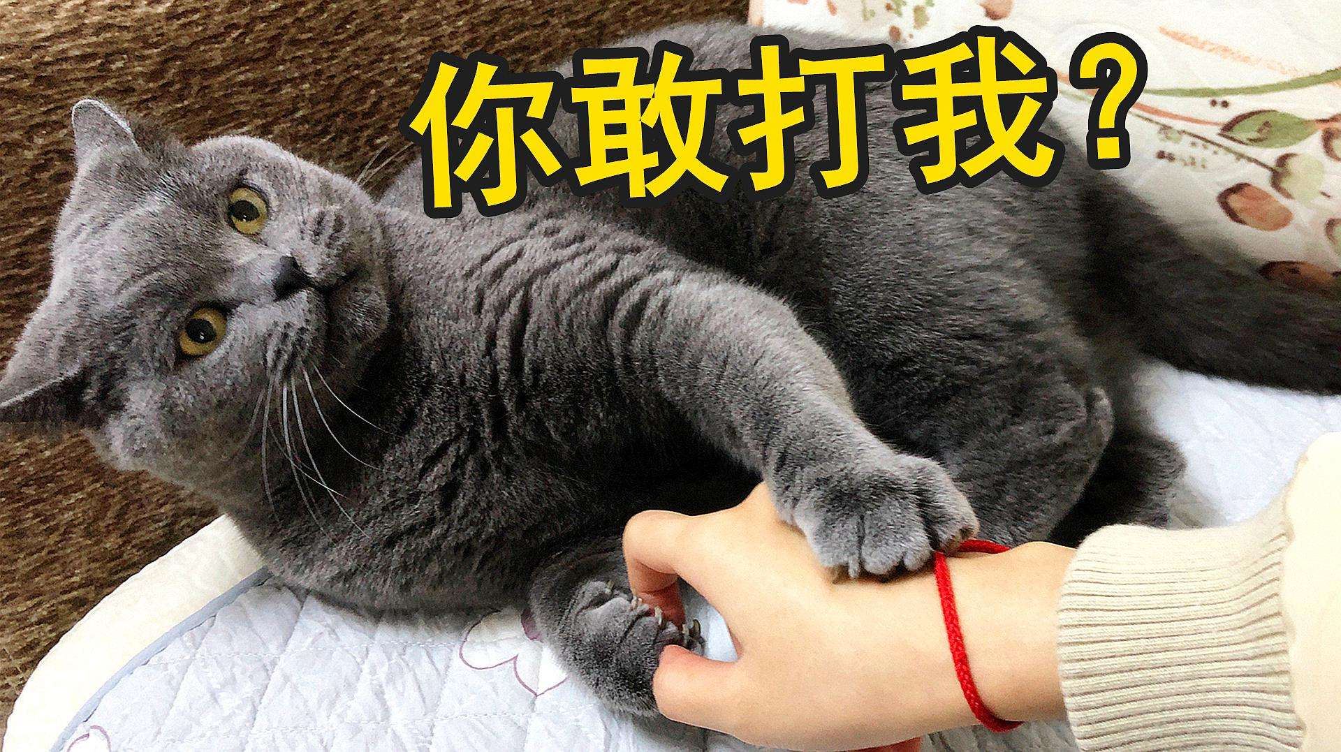 猫咪最怕的“惩罚”方式，让它瑟瑟发抖