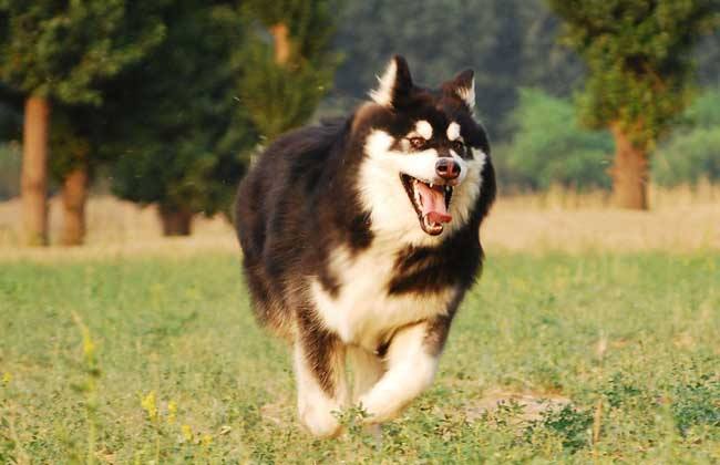 阿拉斯加犬和哈士奇都是雪橇犬吗「阿拉斯加雪橇犬是哈士奇吗」