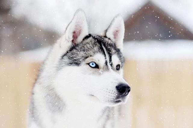 阿拉斯加犬和哈士奇都是雪橇犬吗「阿拉斯加雪橇犬是哈士奇吗」