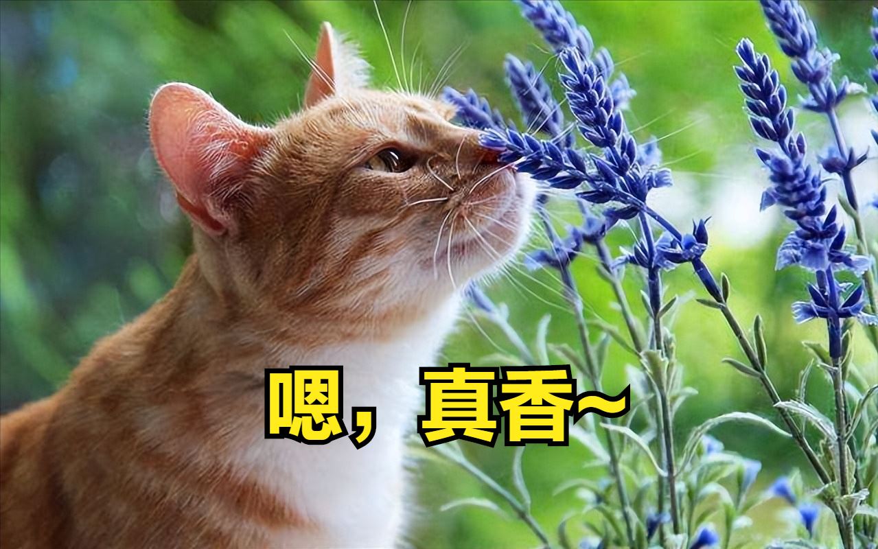 猫界中“体味很轻”的6种猫，很适合家养，你家猫在其中吗