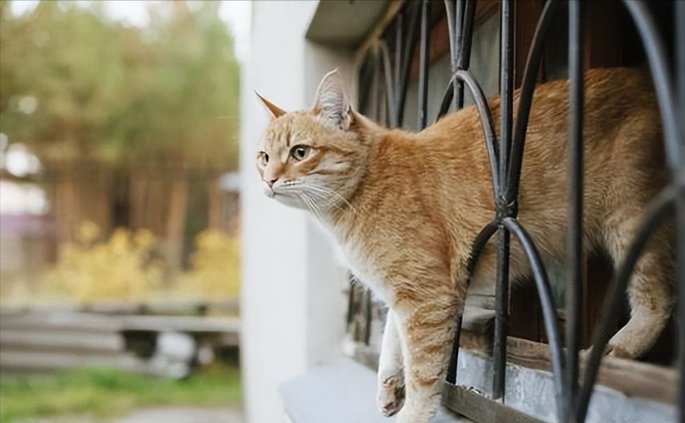 秋天养猫“误区”，很多人错了一大半