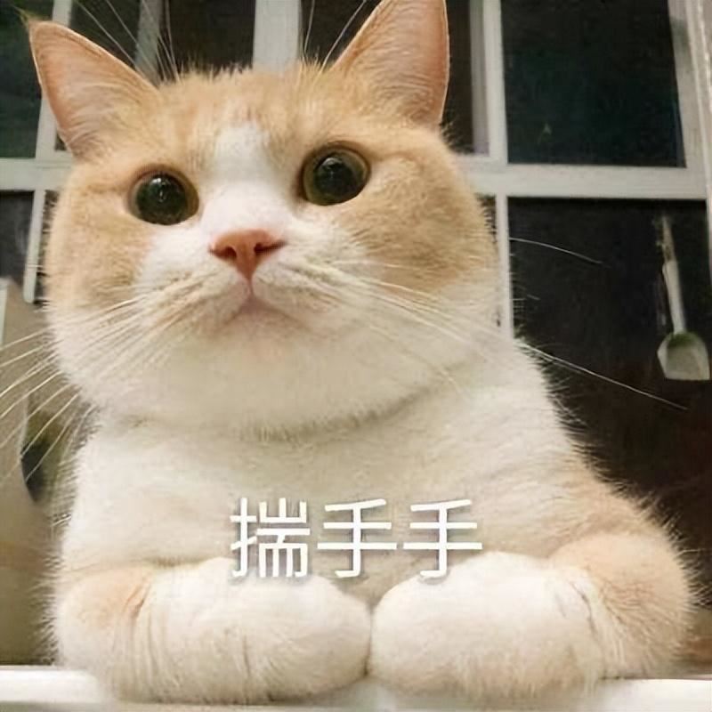 猫咪“揣手手”是在卖萌吗？不是！那是什么呢？