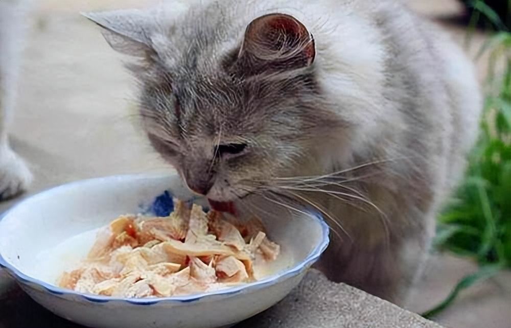 干货！这几种“人类食物”猫咪能吃！营养美味