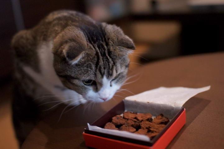 干货！这几种“人类食物”猫咪能吃！营养美味