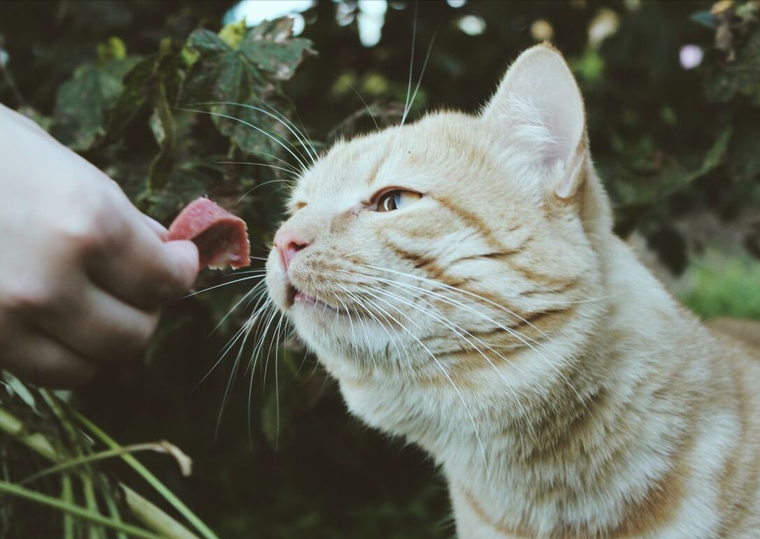 天气转凉了，我们可为“流浪猫”做些什么呢？