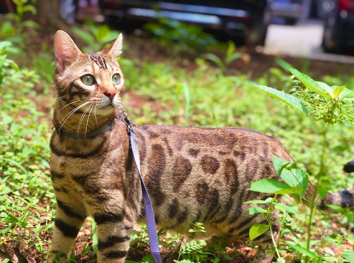 孟加拉豹猫！没有经济实力，劝你别养