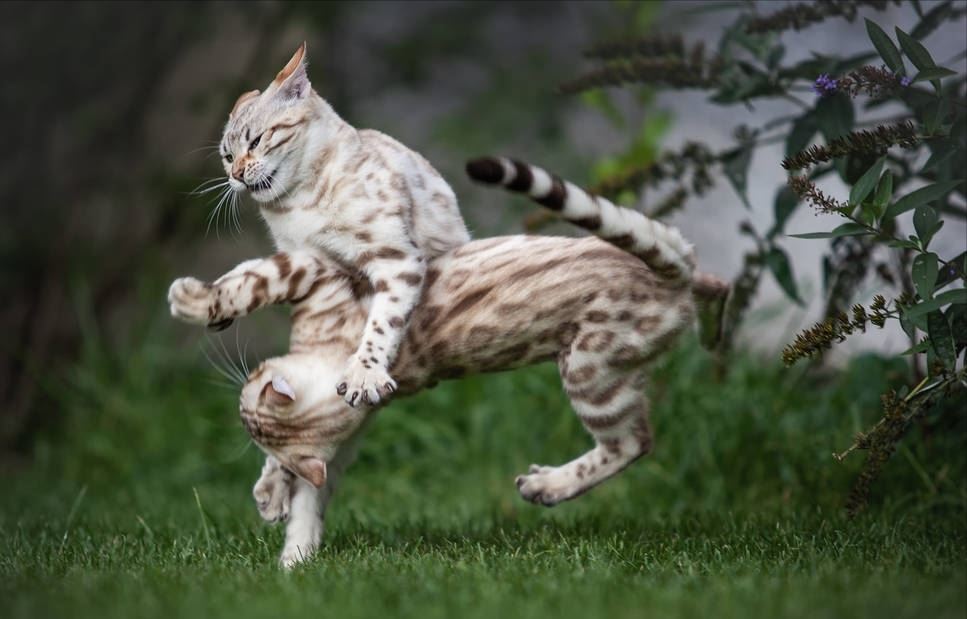 孟加拉豹猫！没有经济实力，劝你别养