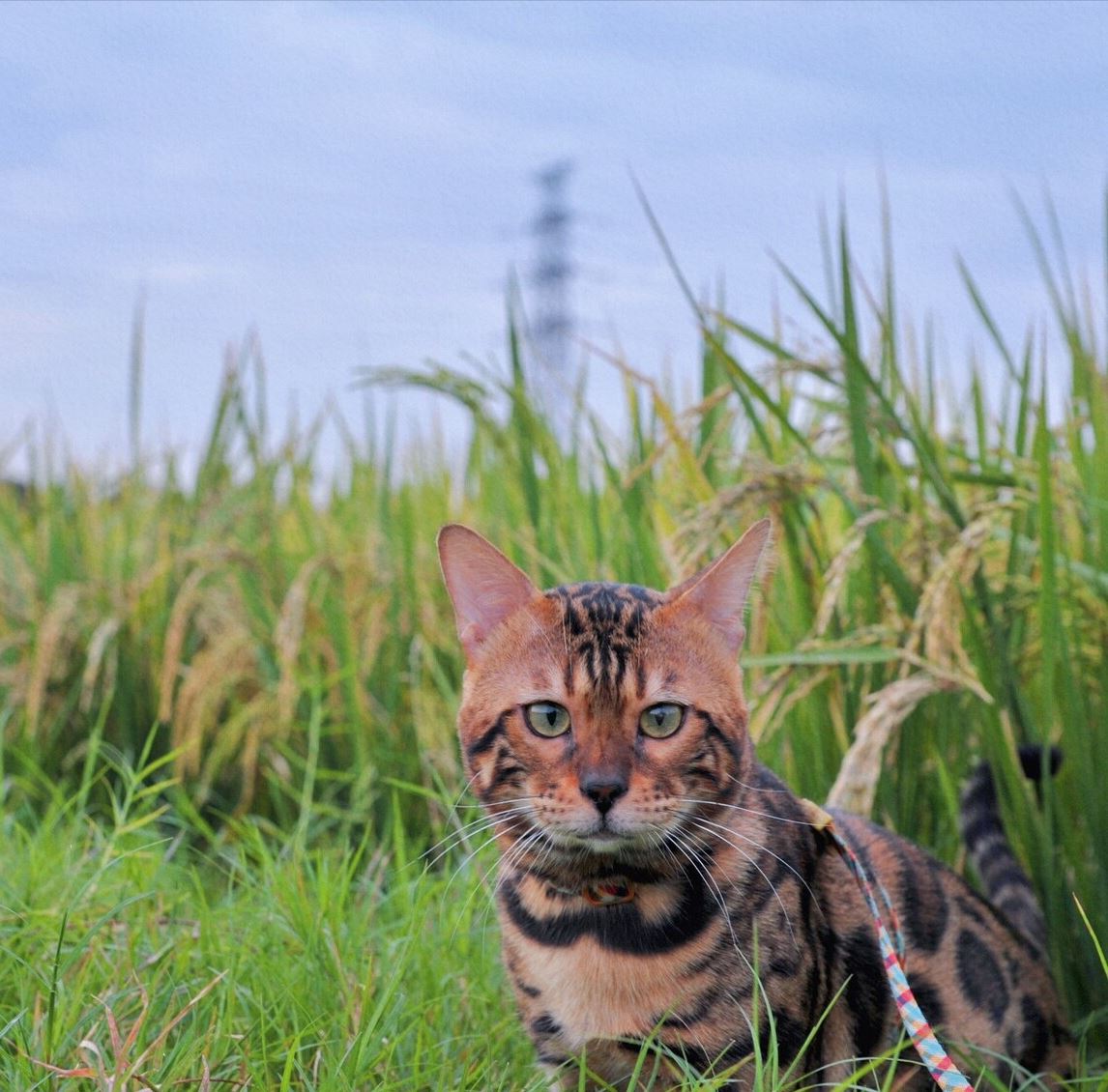 孟加拉豹猫！没有经济实力，劝你别养