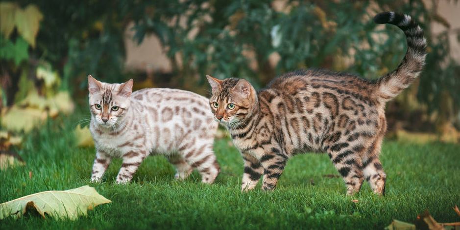 孟加拉豹猫！没有经济实力，劝你别养