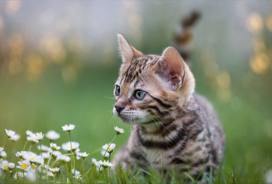 孟加拉豹猫！没有经济实力，劝你别养