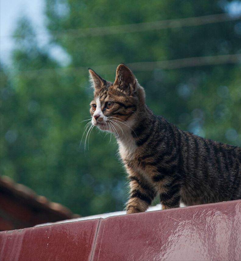 关于猫咪的冷知识，看到都惊叹